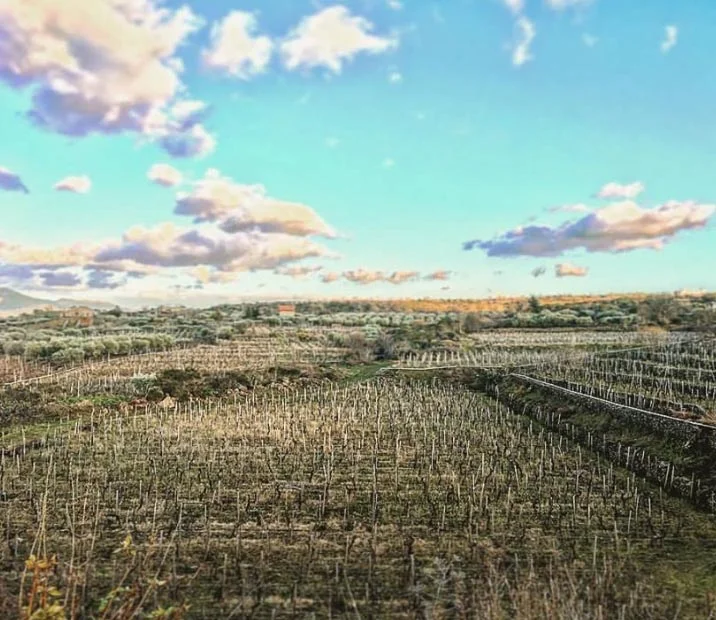 Camarda — Savio Soares Selections